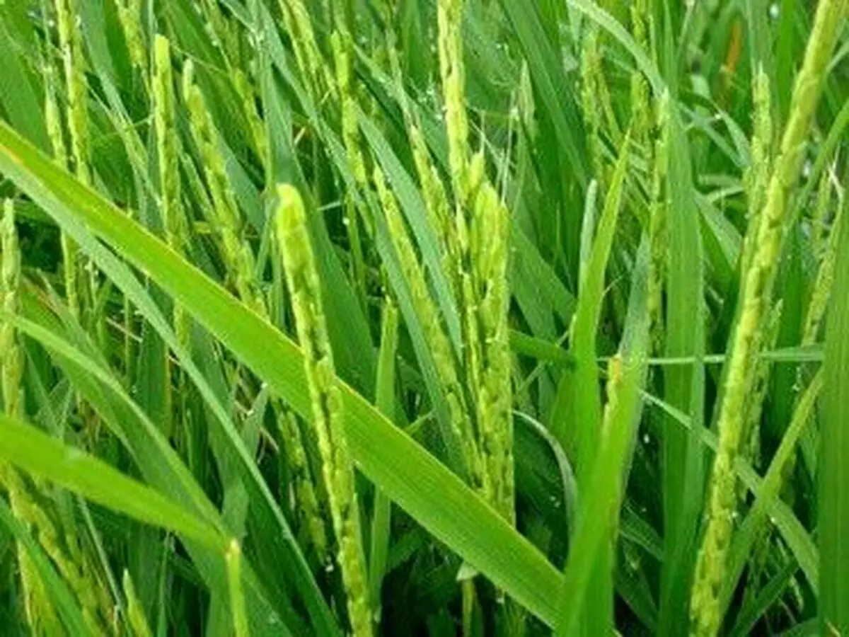 به بار نشستن نخستین خوشه‌های طلایی برنج در گیلان