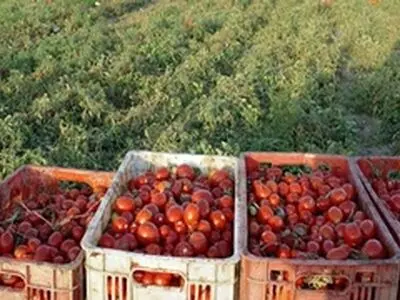 بیش از۹۵۰ تن گوجه فرنگی توافقی ازکشاورزان آذربایجان شرقی خریداری شد