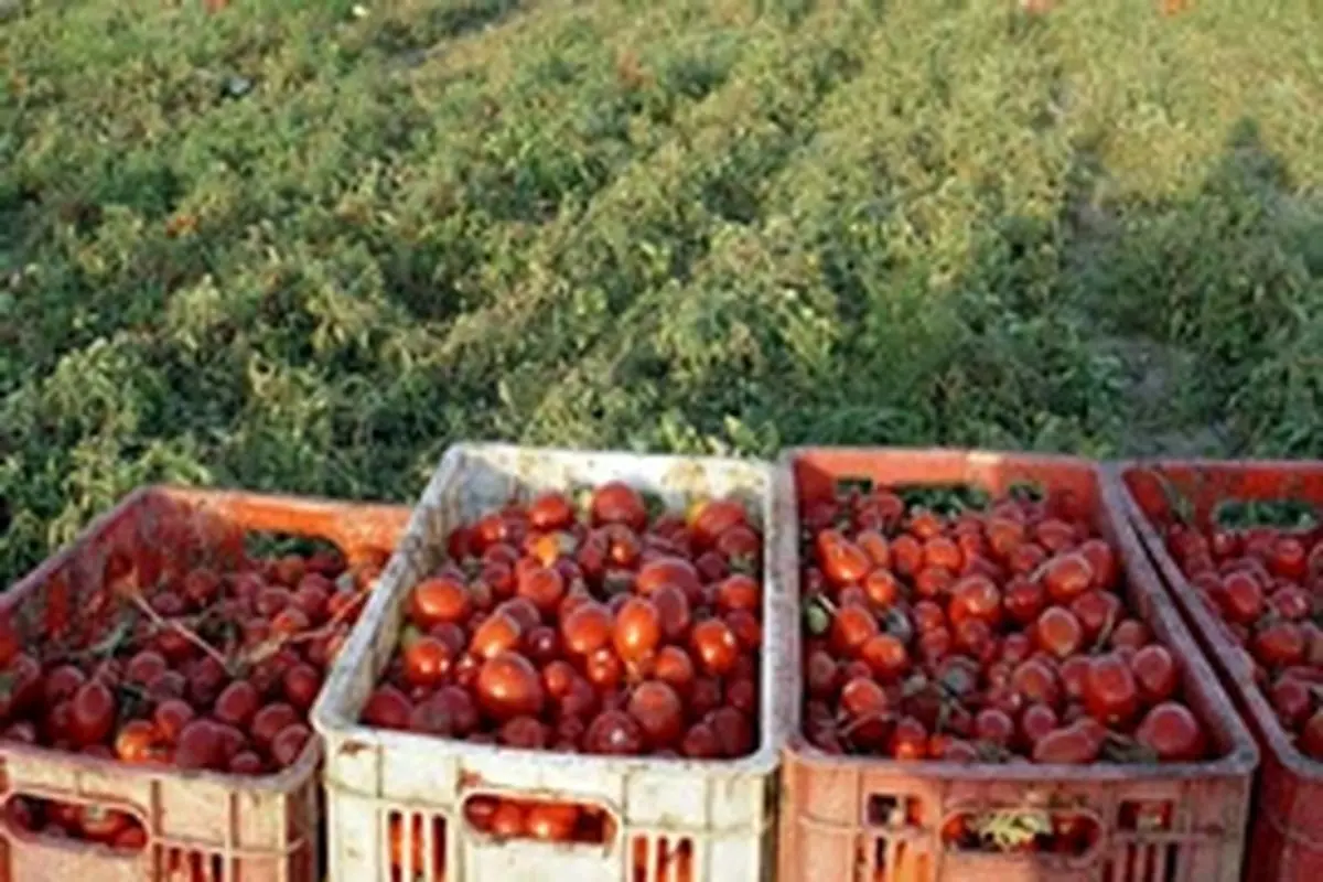 بیش از۹۵۰ تن گوجه فرنگی توافقی ازکشاورزان آذربایجان شرقی خریداری شد