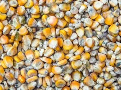  واردات نهاده دامی آلوده به کشور صحت ندارد