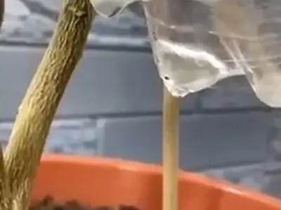 asdasd