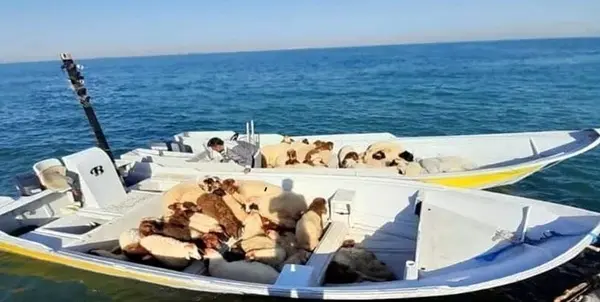  ۷ شناور حامل دام قاچاق در آب‌های خلیج فارس توقیف شدند