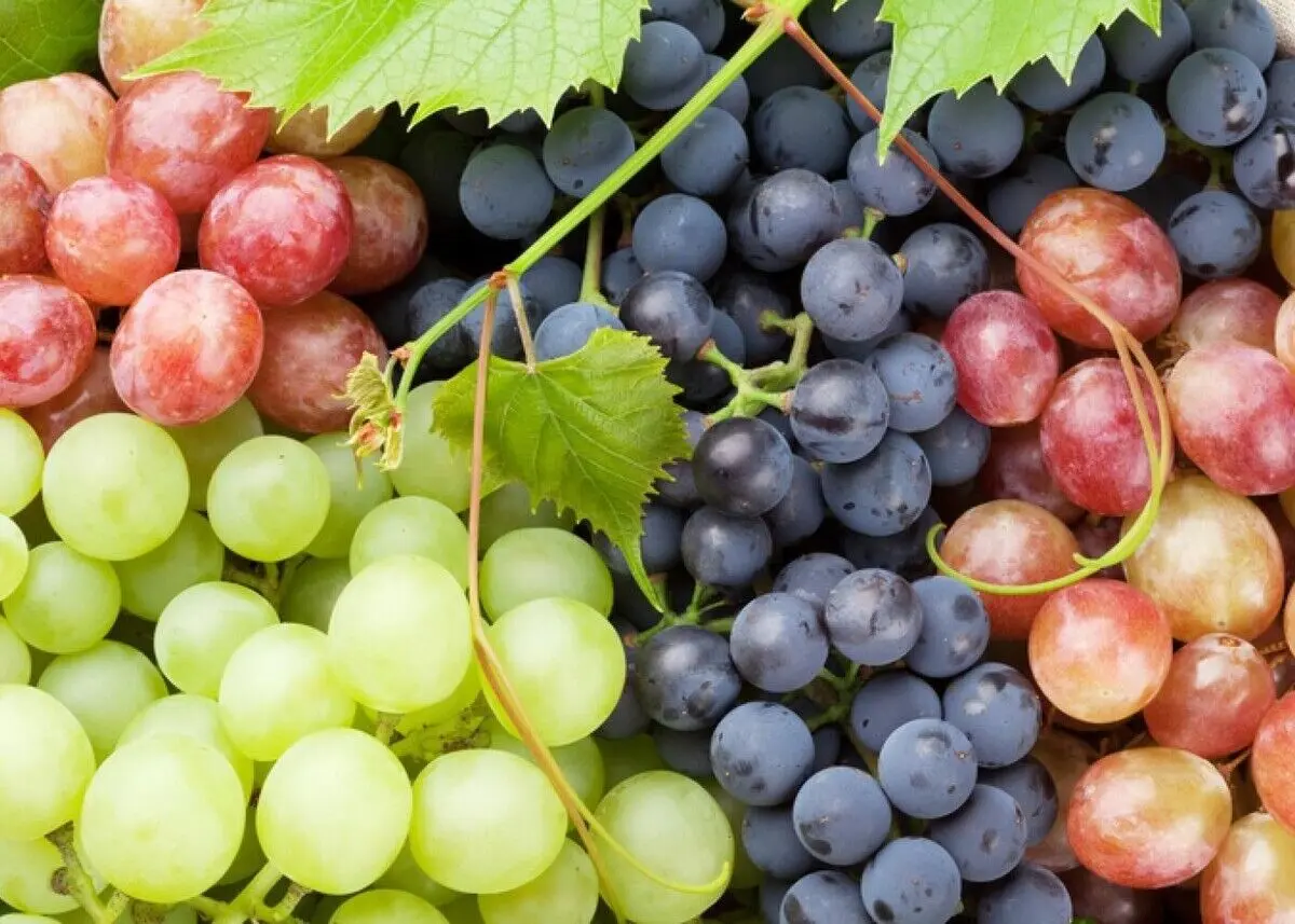میوه پاییزی مفید برای چشم ها