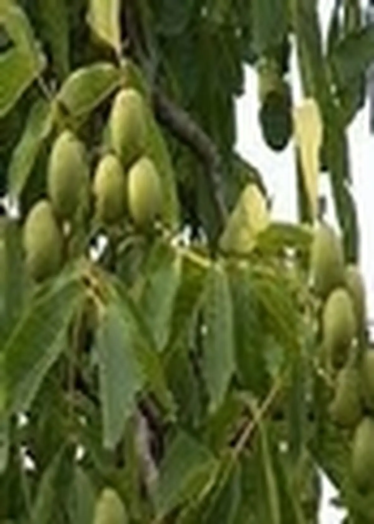 تجهیز باغ‌های سنتی زیتون در رودبار