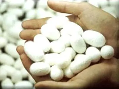 افزایش قیمت خرید تضمینی پیله تر ابریشم