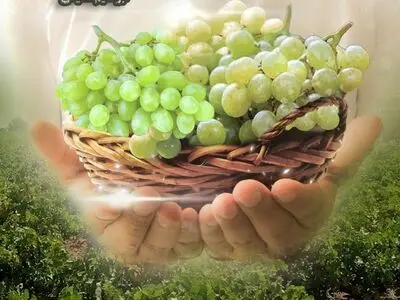 «بارگادون» مستندی درباره آداب خوشه‌چینی انگور
