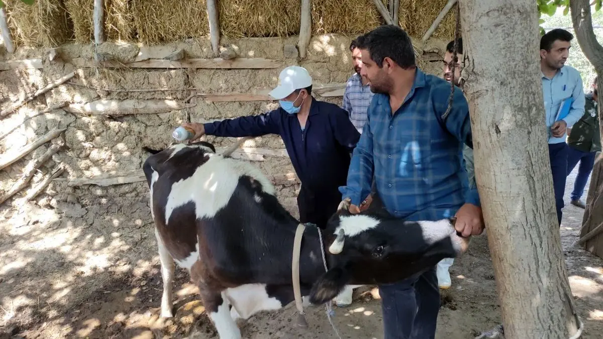 اجرای طرح حمایتی دام در ۲۴ روستای املش