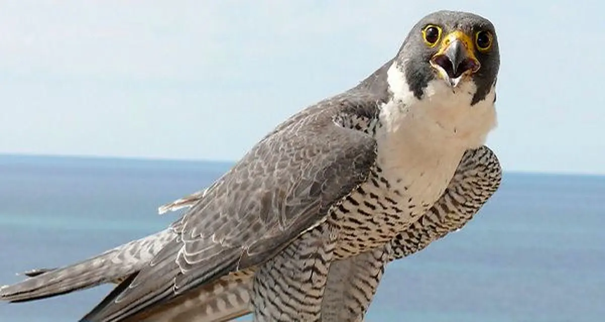 باند قاچاق پرندگان کمیاب و گران قیمت در دام مرزبانان