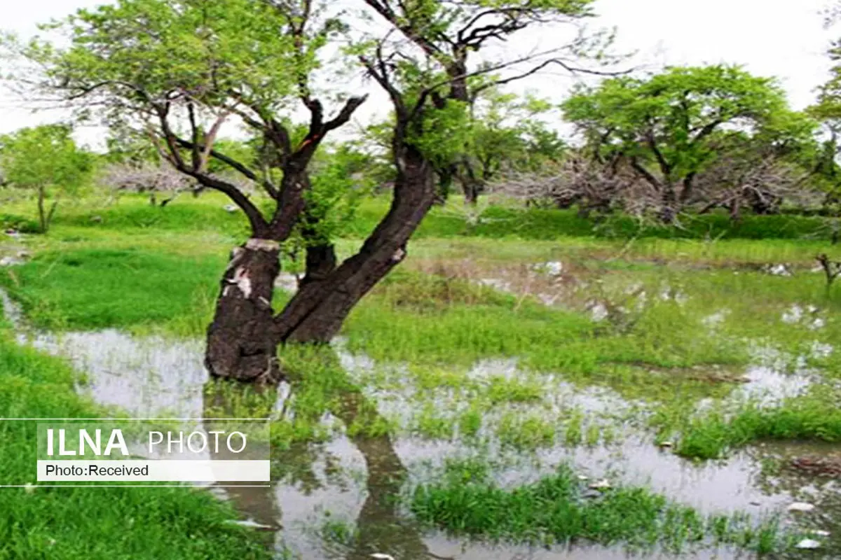 حفظ باغستان سنتی قزوین با مشارکت همگانی امکان پذیر است