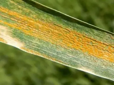 لزوم پایش مستمر مزارع برای مقابله با بیماری زنگ زرد گندم و سن غلات