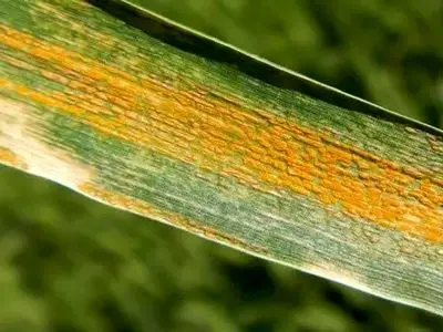 لزوم پایش مستمر مزارع برای مقابله با بیماری زنگ زرد گندم و سن غلات