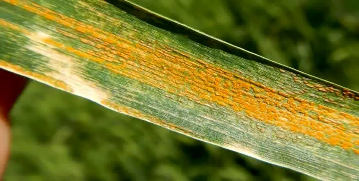 لزوم پایش مستمر مزارع برای مقابله با بیماری زنگ زرد گندم و سن غلات