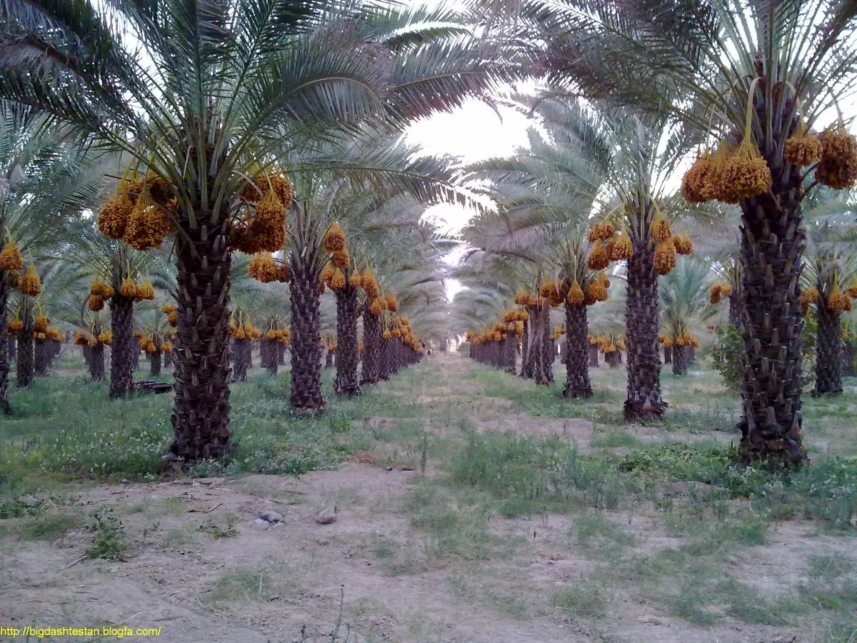 موضوع آفت چوب خوار خرما بررسی می‌شود