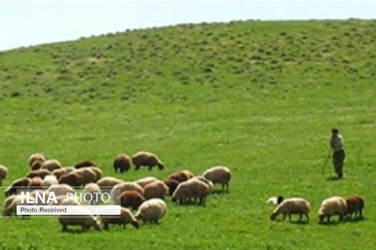 خودداری دامداران از چرای دام در مناطق حفاظت شده تاکستان 