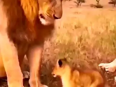 وقتی شیر نر هم باید مقابل همسرش کوتاه بیاید + فیلم