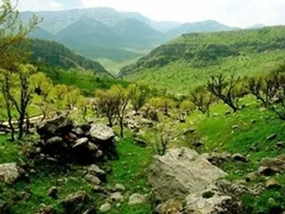 در پژوهش درباره خشکیدگی جنگل‌های بلوط، عملکرد مناسبی نداریم