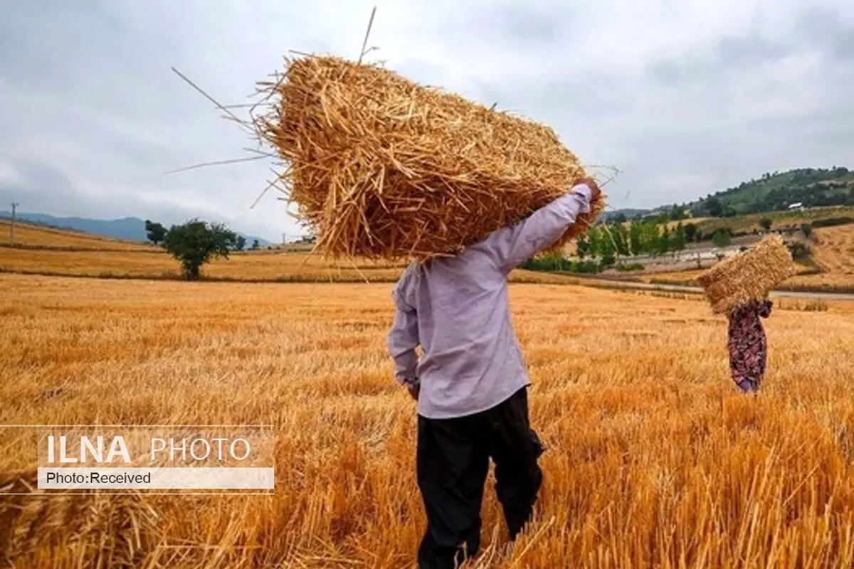 از بین رفتن تعداد قابل توجهی از اراضی گندم/ ۳۰ درصد از بوته‌های همدان نابود شد