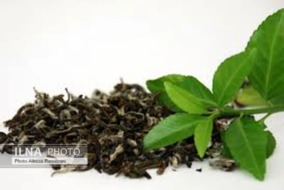 توقیف هفت هزار بسته چای سبز و 4هزار دوغ و ماست