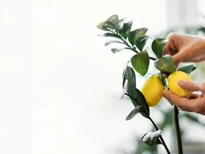 میوه هایی که می‌توان در خانه کاشت