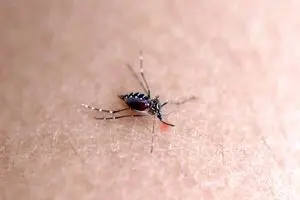 روشی تازه و موثر برای دور کردن پشه‌های ناقل بیماری از انسان