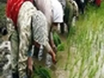 نشاء کاری برنج در بیش از ۱۴۲هزار هکتار از شالیزارهای مازندران