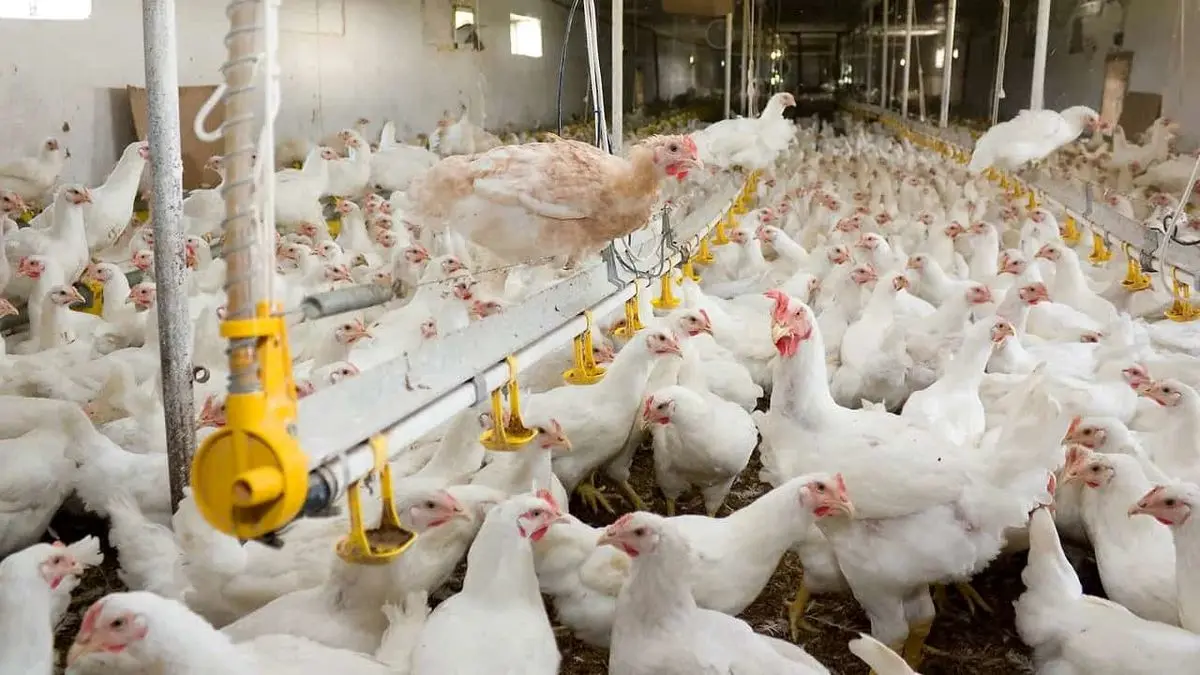 متعهد به خرید مازاد داخلی مرغ از مرغداران هستیم/ لزوم فعال شدن کریدورهای صادراتی