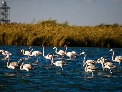 آبگیری 65 درصد تالاب میقان اراک در بهار سال جاری 