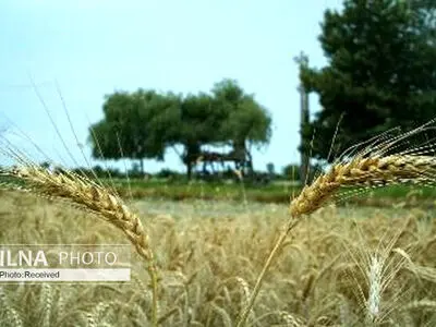 خرید تضمینی گندم به مرز ۱۲ میلیون تن رسید 