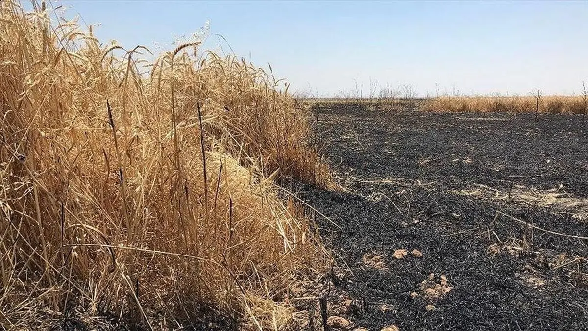 حمله داعش به مزارع عراق