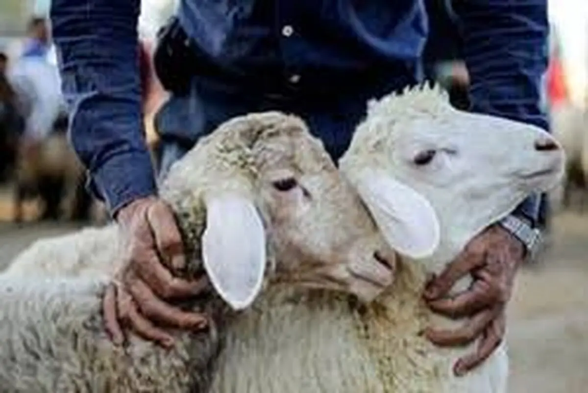 استفاده از دستکش ضخیم در هنگام ذبح دام مانع از ابتلا به تب کنگو می‌شود