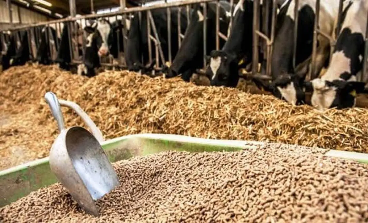 بیش از ۴ تن نهاده دامی غیربهداشتی در آذربایجان شرقی معدوم شد