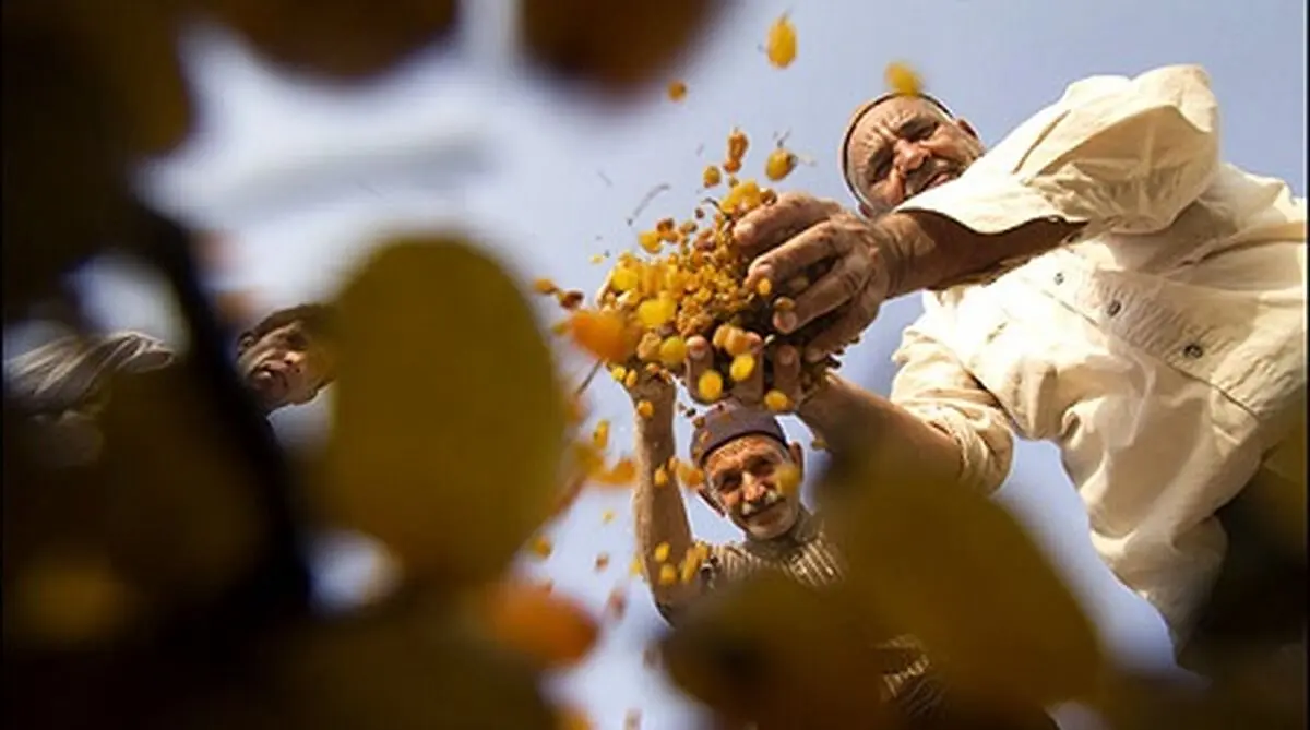 مصائب کشمش کاشمر/ ترکیه و آمریکا جایگاه صادراتی ایران را به خطر انداخته‌اند