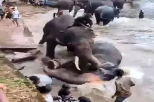 له کردن یک مرد توسط فیل عصبانی در پارک سافاری! + فیلم