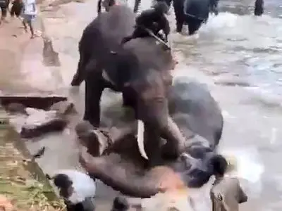 له کردن یک مرد توسط فیل عصبانی در پارک سافاری! + فیلم