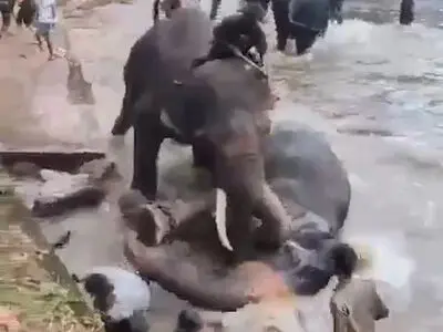 له کردن یک مرد توسط فیل عصبانی در پارک سافاری! + فیلم