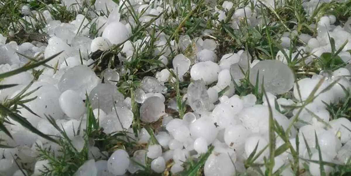خسارت ۲۴۰۰ میلیارد ریالی سرمازدگی و تگرگ به بخش کشاورزی ارومیه