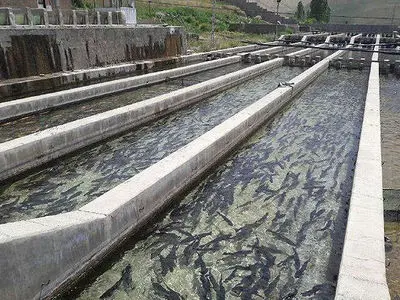 سالانه ۴۲ هزار تن انواع آبزیان در مزارع پرورش ماهی استان تولید می‌شود