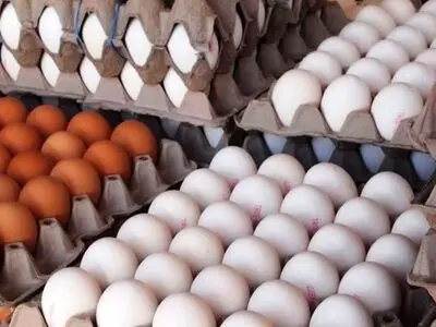 کشف 160 کارتن تخم مرغ خارج از شبکه عرضه در سمنان