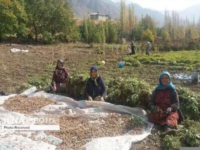 تشکیل تعاونی بستری برای تقویت اشتغال روستایی است