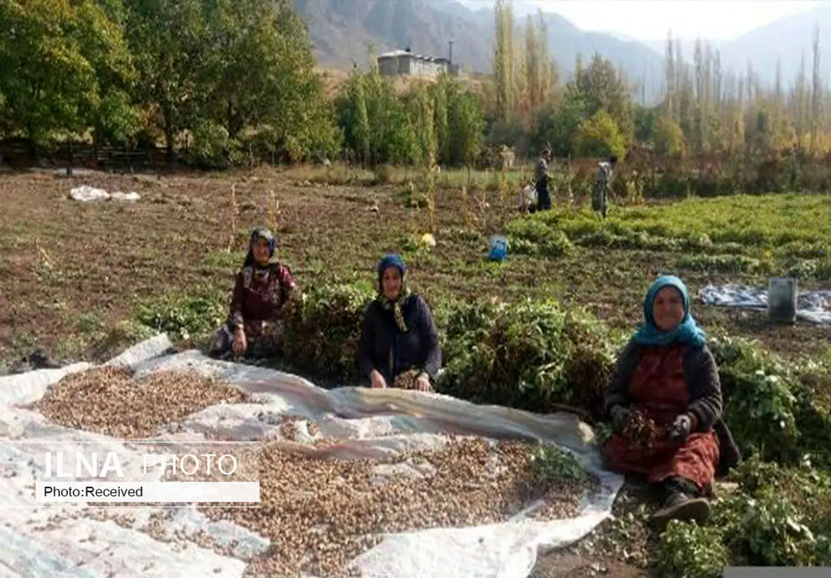 استفاده از ظرفیت بانوان روستایی برای ارتقای تولیدات ارگانیک در قزوین