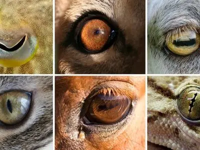حقایق جالب علمی درباره تکامل تخصصی چشم و نقش مهم آن در بقا + فیلم