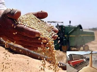 رشد ۳۷ درصدی تولید گندم در شهرستان بوکان