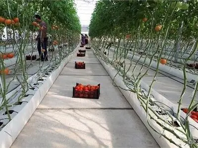 اجرای طرح هیدروپونیک کشاورزی نوین به دست کارآفرین آرادانی