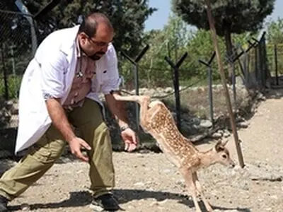 اولین گوزن زرد در منطقه " قلاجه " اسلام آبادغرب به دنیا آمد