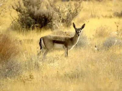 پایان سرشماری علفخواران فارس با سرشماری آهوان پارک بمو و گوزن زرد 