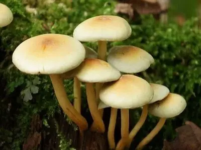 مسمومیت ۲۴ کردستانی بر اثر مصرف قارچ سمی 