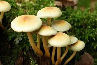مسمومیت ۲۴ کردستانی بر اثر مصرف قارچ سمی 