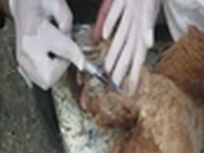 آغاز طرح پایش بیماری آنفلوانزای فوق حاد پرندگان در گیلان‌