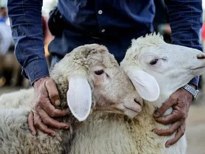 عرضه بهداشتی دام در ۱۵ مرکز ثابت و موقت 