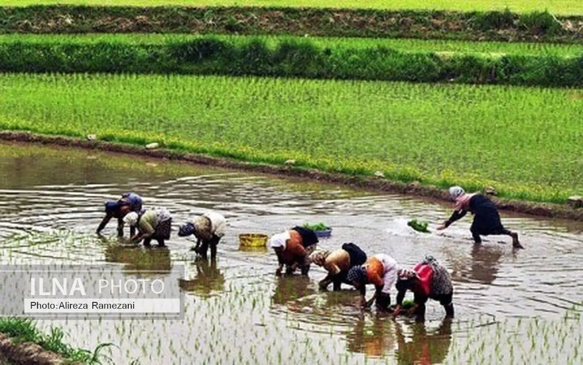 نخستین نشای برنج به روش سنتی در آستارا آغاز شد